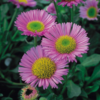 Erigeron Plant - Sea Breeze