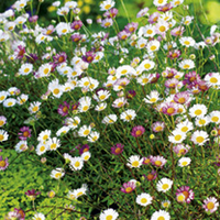 Erigeron Plant - Sea of Blossom