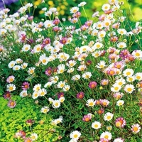Erigeron Plants - Sea of Blossom