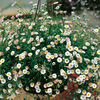Erigeron Profusion Seeds