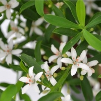 Eriostemon (Gin & Tonic) Myoporoides