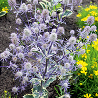 Eryngium Plant - Jade Frost