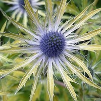 Eryngium Plant - Neptunes Gold