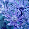 Eryngium Plant - Picos Amethyst