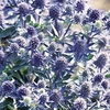 Eryngium Plants - Blue Hobbit