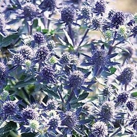 Eryngium Plants - Blue Hobbit