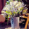 Eryngium Plants - Glitter