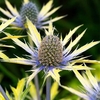 Eryngium Plants - Neptunes Gold