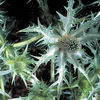 Eryngium Silver Ghost Seeds