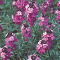 Erysimum Plant - Bowles Mauve