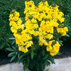 Erysimum Plant - Fragrant Sunshine