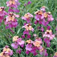 Erysimum Plant - Jenny Brook