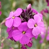 Erysimum Plants - Bowles Mauve