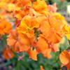 Erysimum Plants - Lucky Dip