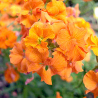Erysimum Plants - Lucky Dip