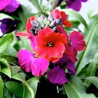 Erysimum Plants - Red Jep