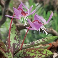 Erythronium Bare Root - Purple King
