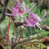 Erythronium Bare Root - Purple King