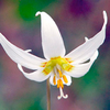 Erythronium Bare Roots - Collection