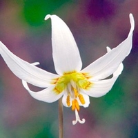 Erythronium dens-canis Bare Roots - White Beauty