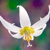 Erythronium dens-canis Bare Roots - White Beauty
