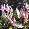 Erythronium Dens-Canis Rose Queen (Dogtooth Violet)