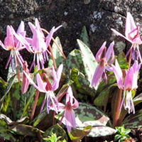 Erythronium Dens-Canis Rose Queen (Dogtooth Violet)