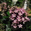 Escallonia - Pink Elle