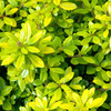 Escallonia laevis Plant - Gold Ellen