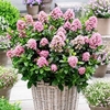 Escallonia laevis Plant - Pink Elle