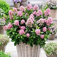 Escallonia laevis Plant - Pink Elle