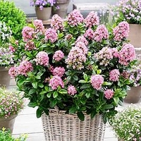 Escallonia laevis Plant - Pink Elle