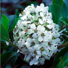 Escallonia lveyi Plant