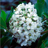 Escallonia lveyi Plant