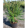 Escallonia Plant - Apple Blossom