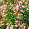Escallonia Plant - Apple Blossom
