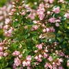 Escallonia Plant - Apple Blossom
