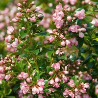 Escallonia Plant - Apple Blossom