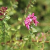 Escallonia Plant - Dart