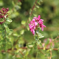 Escallonia Plant - Dart