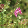 Escallonia Plant - Dart