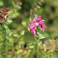 Escallonia Plant - Dart