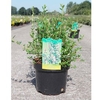 Escallonia Plant - Donard Seedling