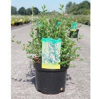 Escallonia Plant - Donard Seedling