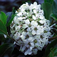 Escallonia Plant - Iveyi