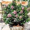 Escallonia Plant - Pink Elle Noble