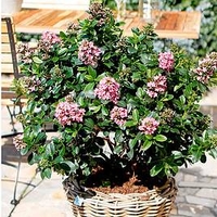 Escallonia Plant - Pink Elle Noble