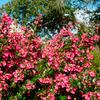 Escallonia Red (macrantha Rubra) Plants - 20/40cm