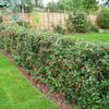 Escallonia Red (macrantha Rubra) Plants - 20/40cm
