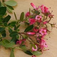 Escallonia rubra macrantha Plant